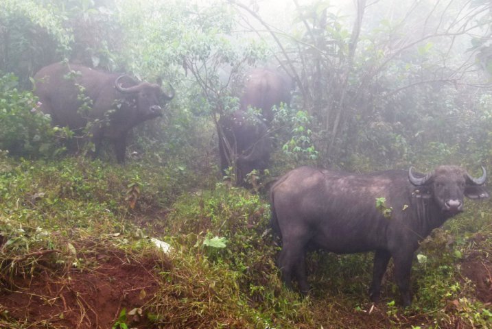 Cratère de Ngorongoro à 2300 mètres d'altitude
