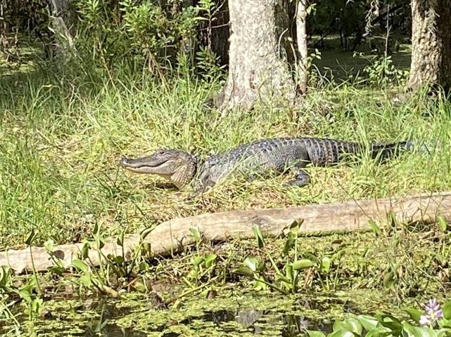 Bayou près de Houma