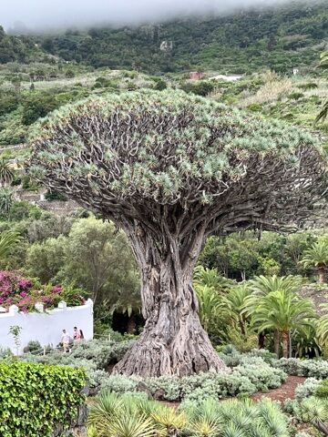 Nord ouest Tenerife et MASCA