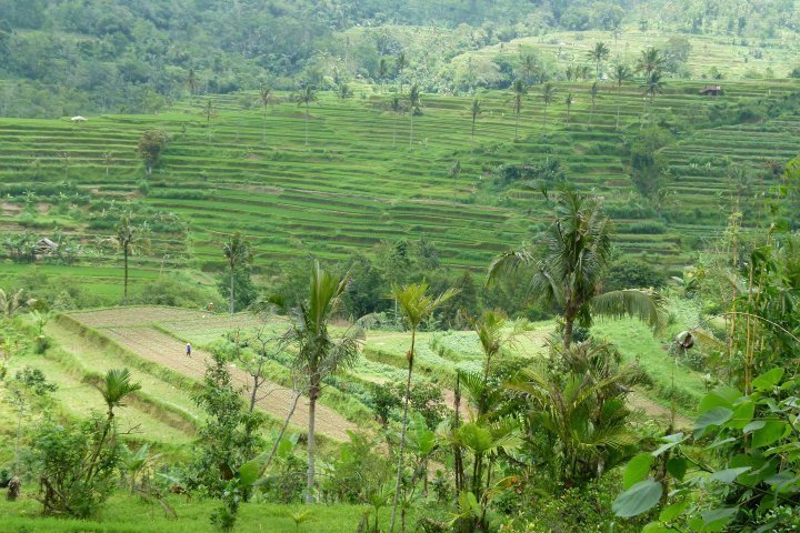 Rizières en terrasse de Jatiluwih