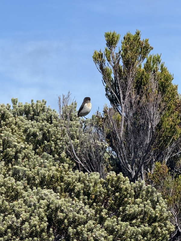 des petits oiseaux en haut