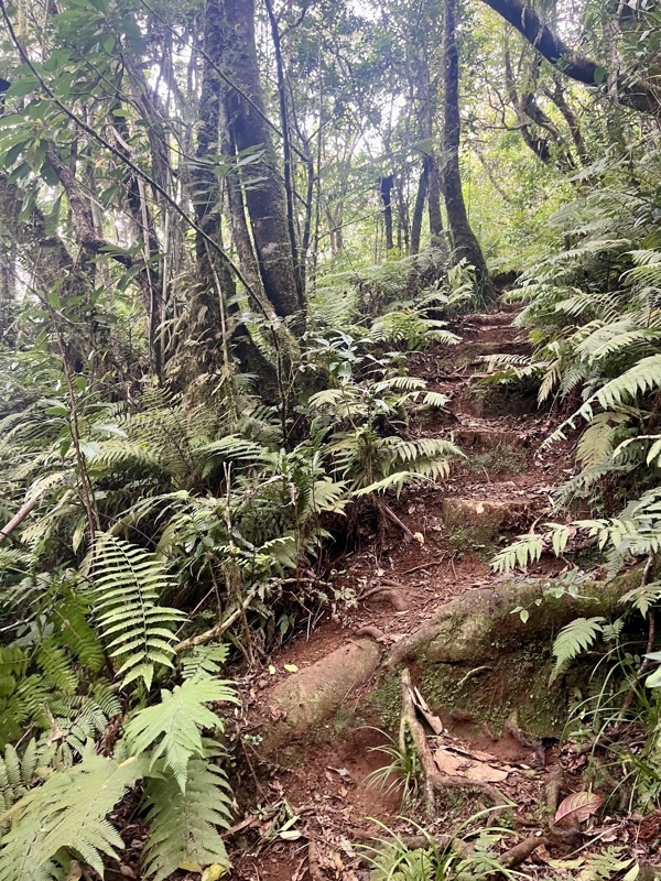sentier bois de couleur de la petite plaine