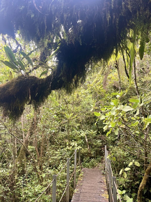 sentier bois de couleur de la petite plaine
