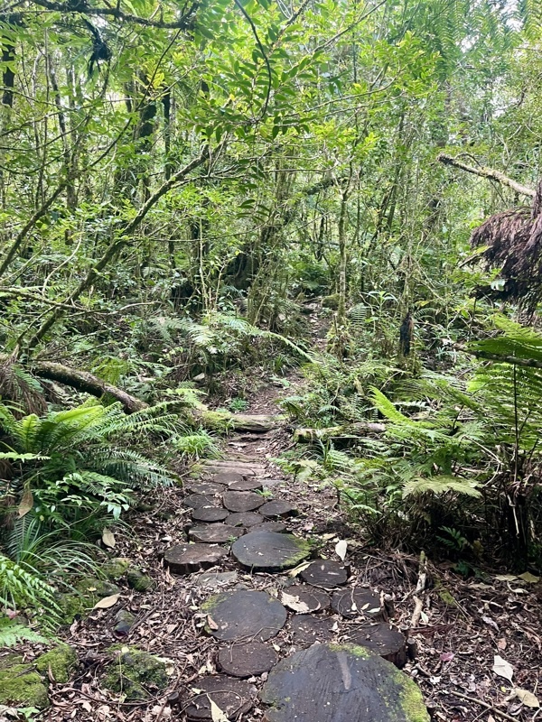 sentier bois de couleur de la petite plaine