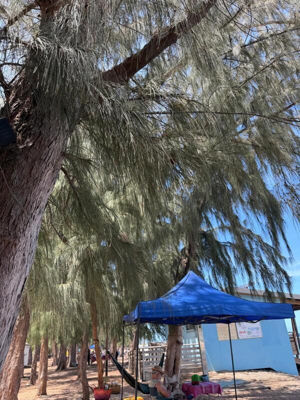 Jour férié sous les filaos