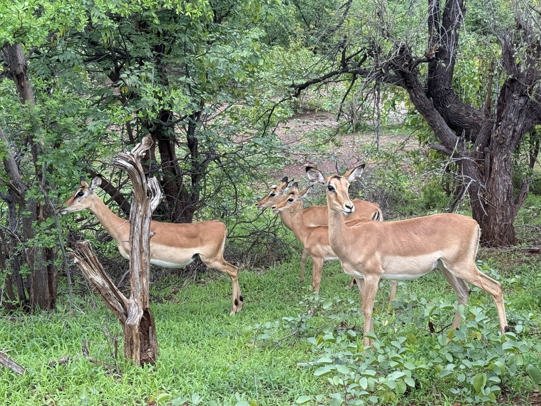 bord de route, premieres antilopes