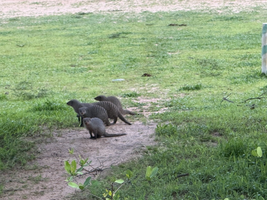 sur le chemin, mangoustes