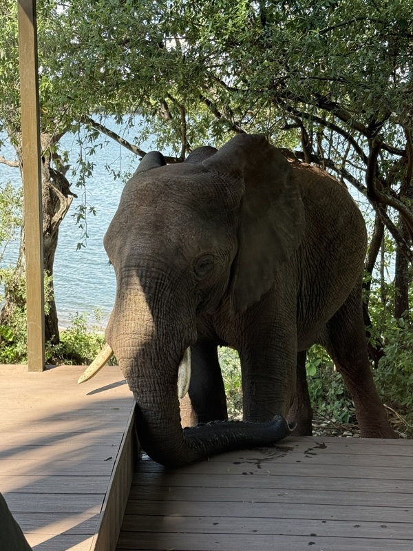 devant notre terrasse et lit à 5 metres