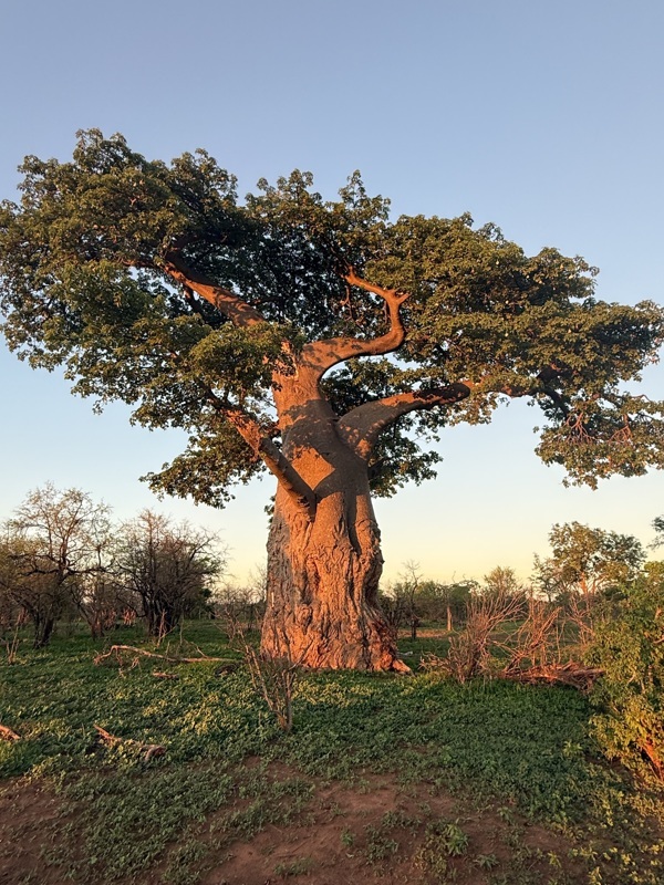 Baobab superbe avec le coucher de soleil