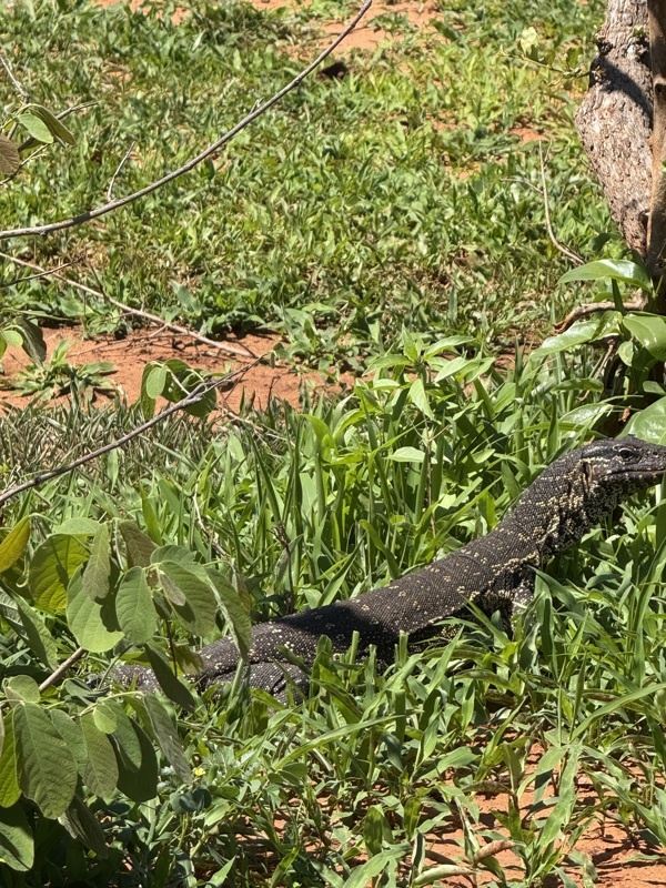 Dernier animal à la sortie du lodge