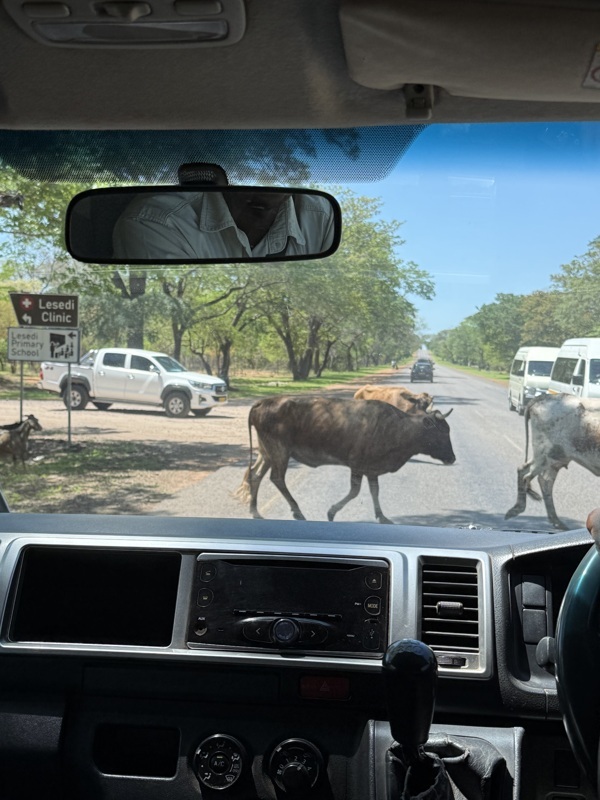 Derniers animaux croiser au zimbabwe