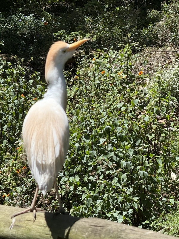 Birds of eden, plus grande volière au monde