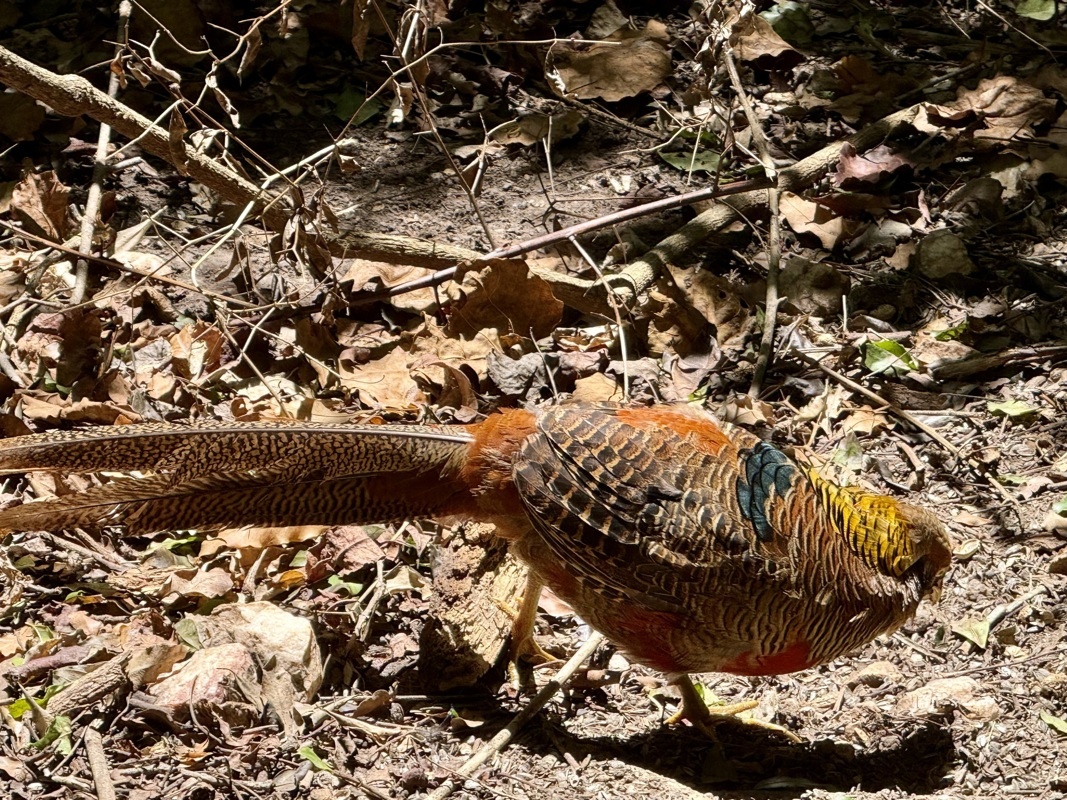 Birds of eden, plus grande volière au monde
