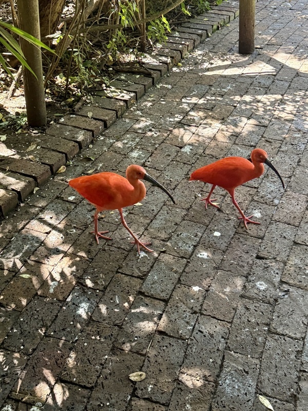 Birds of eden, plus grande volière au monde