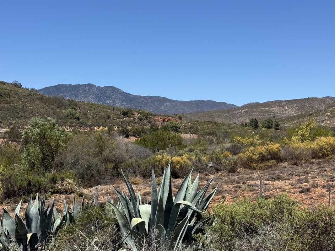 Pour info nous sommes partis à 23 deg de Knysna , il fait maintenant 36 à Oudtshoorn…