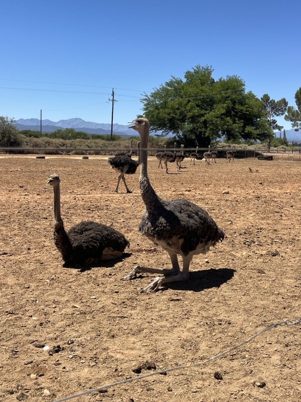 Là en fait elle est posée sur le pied complet. Le genou ne se voit pas , il est plus haut à raz les plumes