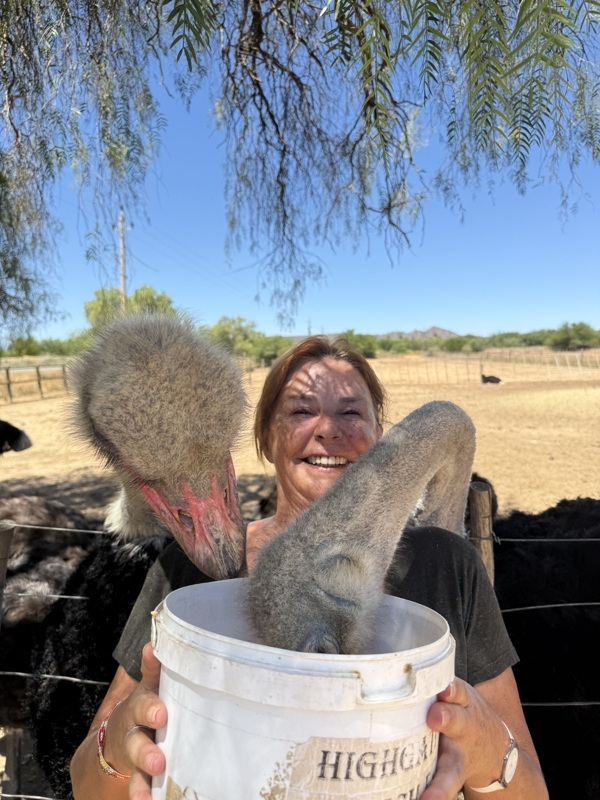 Oudtshoorn, capitale de l'autruche