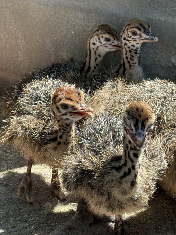 Les autruchons ont deux jours été demi