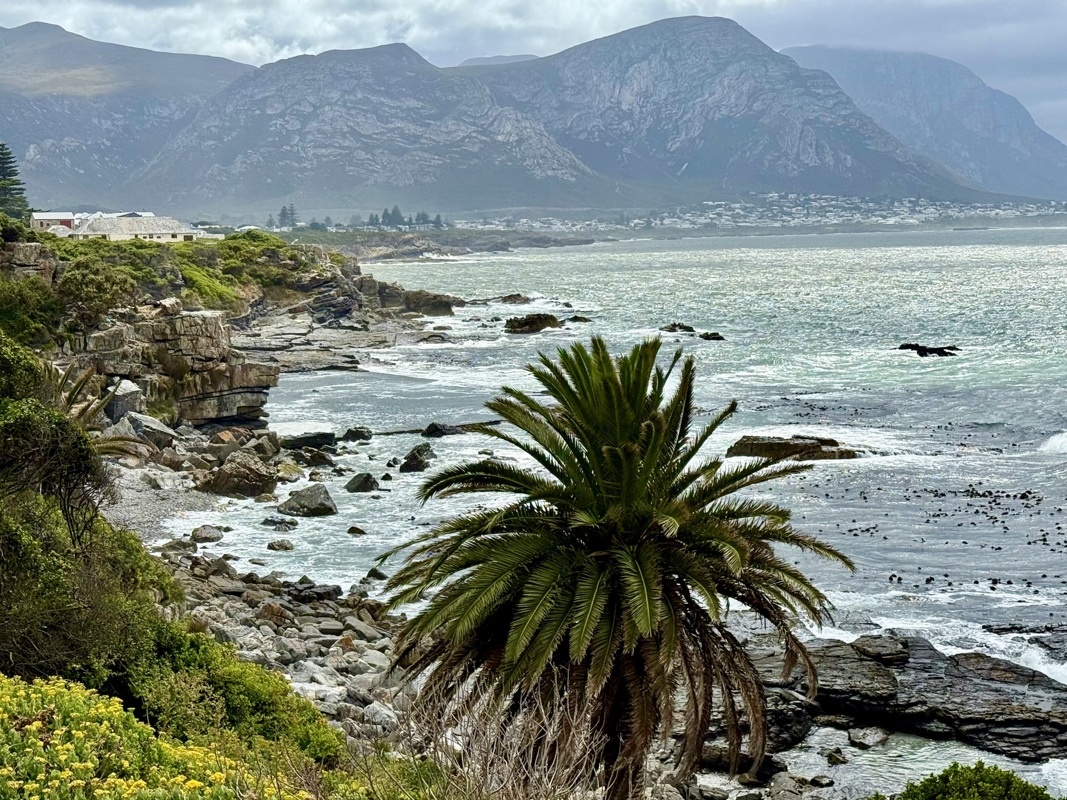 Hermanus