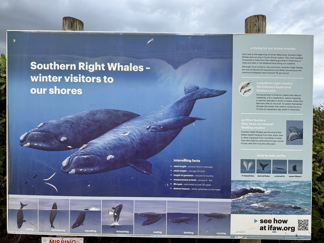 ben on en a vu des baleines! en poster