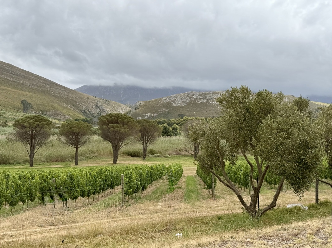 route des vins entre Hermanus et Caledon