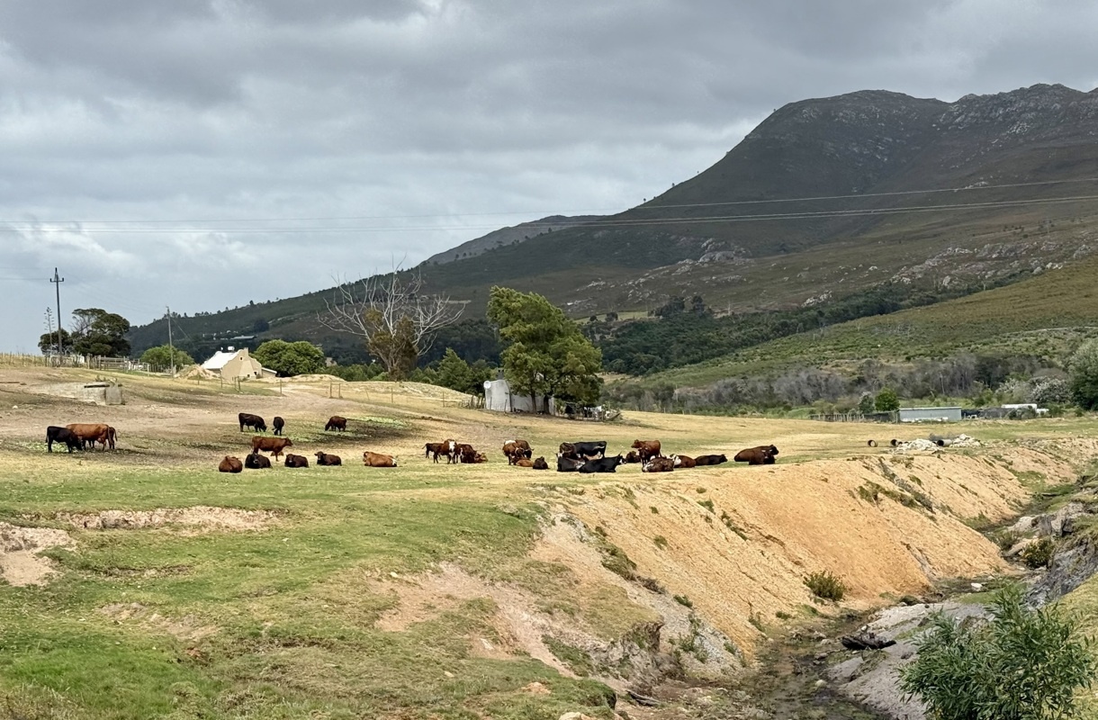route des vins entre Hermanus et Caledon