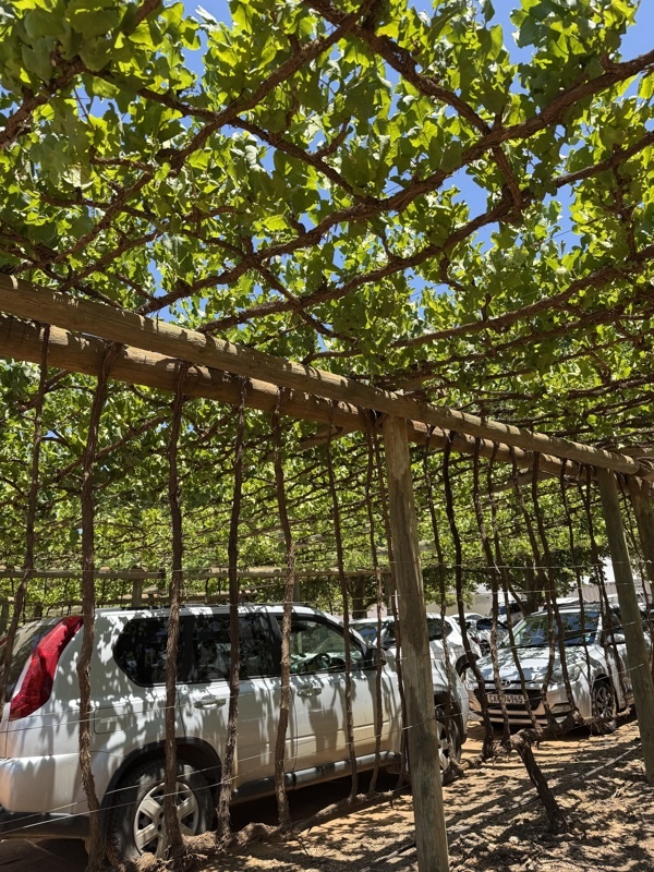 meme la treille du parking est en vigne, incroyable et beau! mais combien faut il d'années?