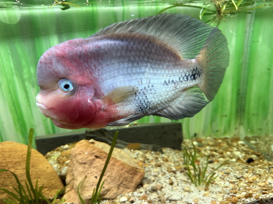 drole de tete celui là