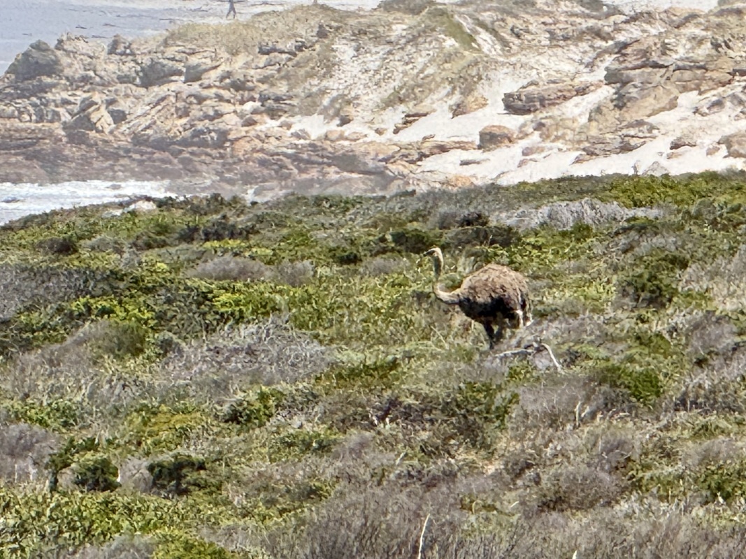 autruche sauvage en liberté