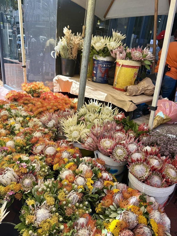 des protéas, fleur emblème de l'afrique du sud, il en existe 365 variétés