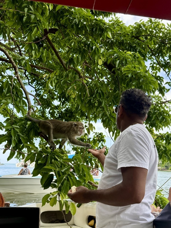macaque qui vient au bateau
