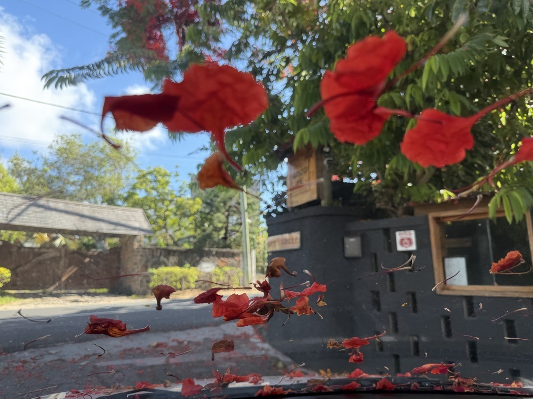 Tempête de neige sur le pare brise( de fleurs de flamboyants)