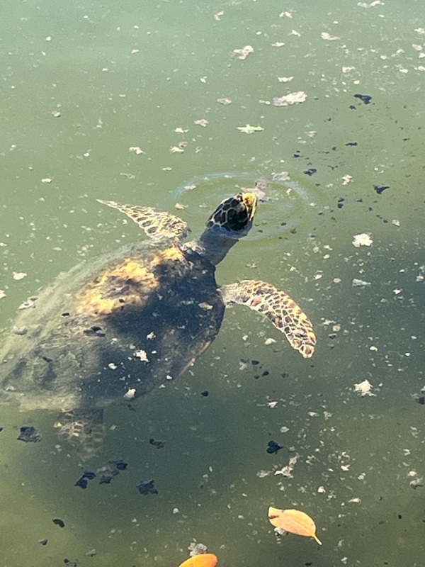 Sanctuaire des tortues blessées