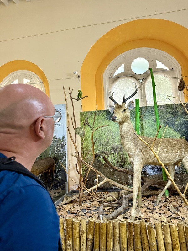 voilà le cerf que cherche Fred depuis le début du voyage