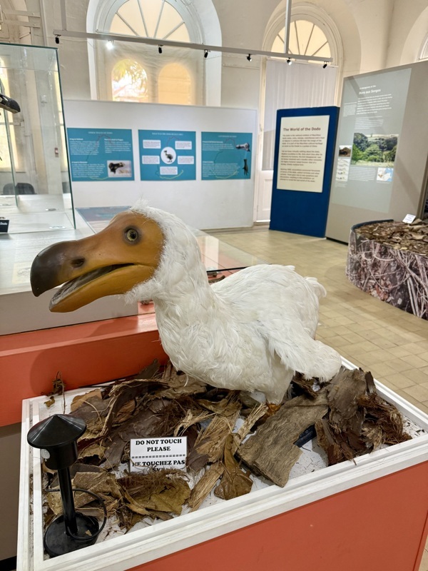 le fameux Dodo qui a été exterminé