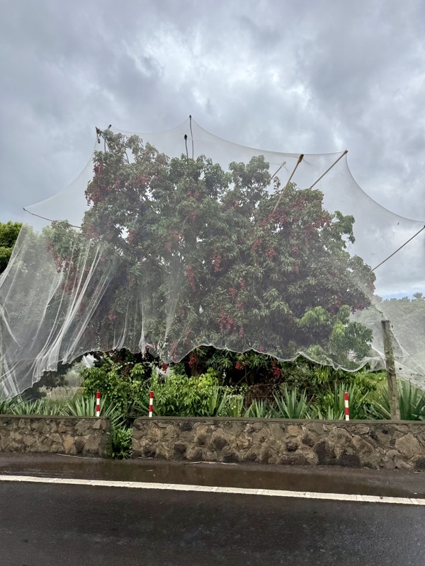 arbre à litchi protégé par des filet contre les immenses chauves souris