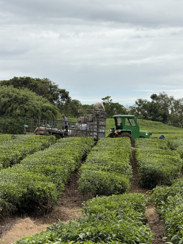 récolte du thé à Bois Chéri