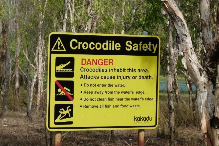 Crocodile en direct